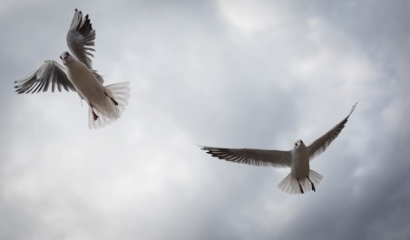 cathopic_151880317964581